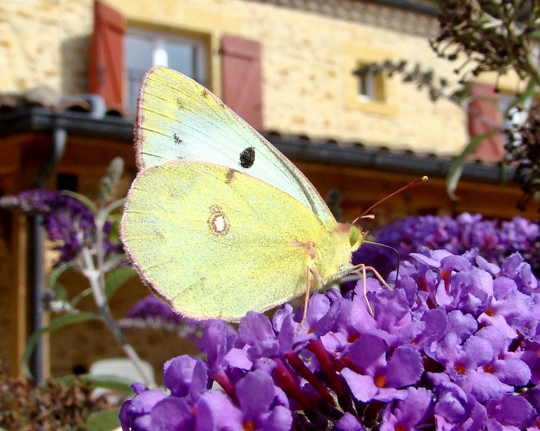 clouded yellow helice